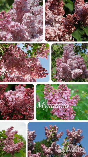 Саженцы сирени