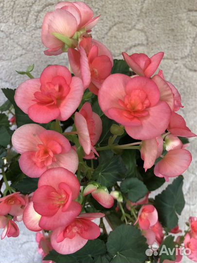 Бегония Элатиор коралловая
