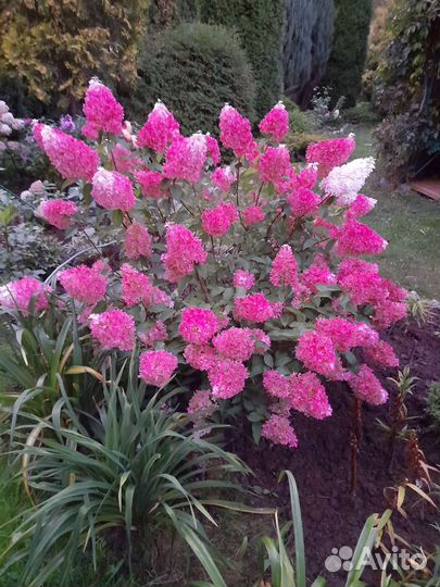 Гортензия метельчатая