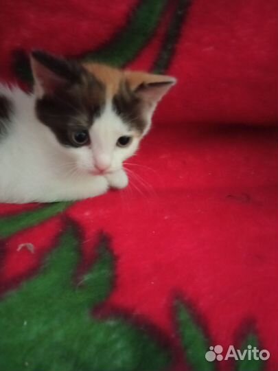 Кошки в добрые руки