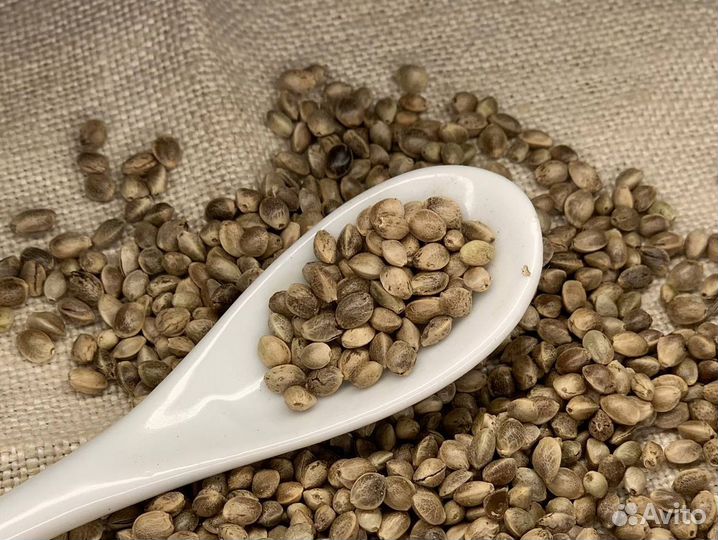 Семена конопли