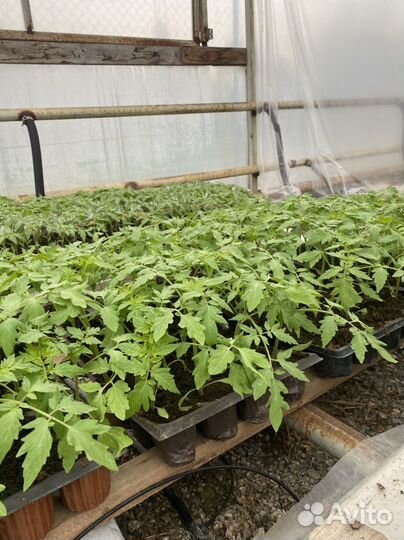 Рассада помидоров
