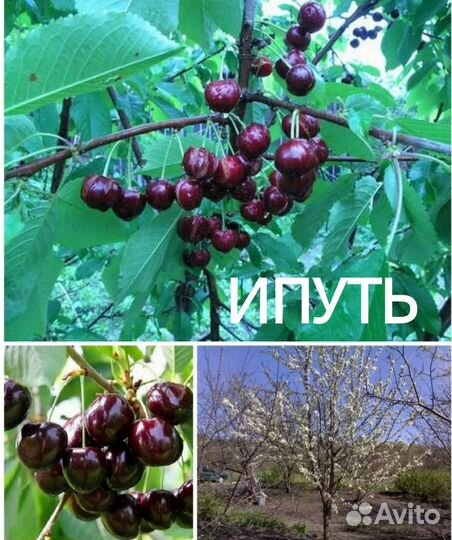 Саженцы черешни