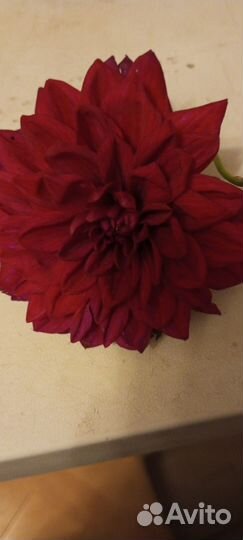 Георгины клубни