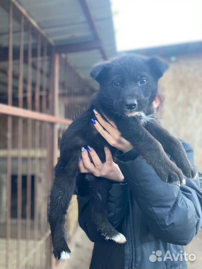 Щенки в добрые руки