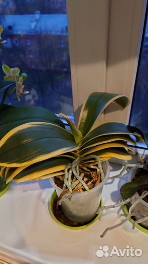 Фаленопсис вариегатный