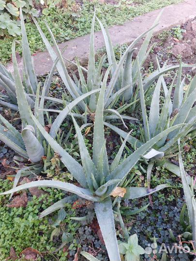 Алоэ лечебный