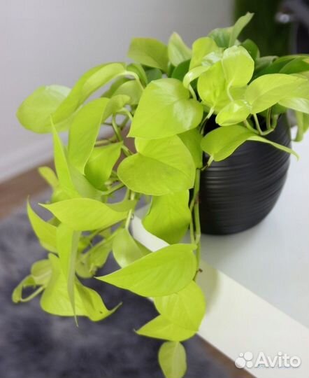 Сциндапсус неон