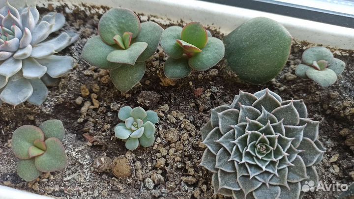 Толстянка (Денежное дерево)