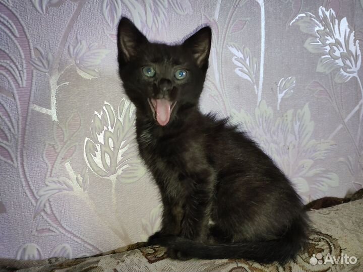 Отдам в добрые руки