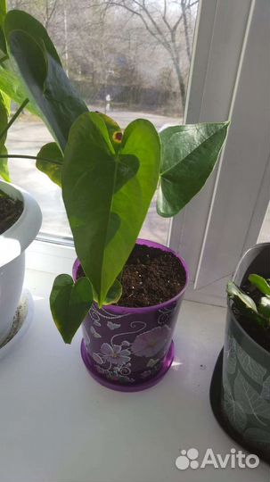 Комнатные цветы антуриум