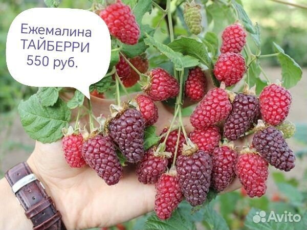 Саженцы ежевики,малины,ежемалина,дерево малина