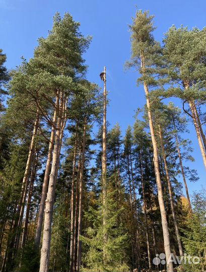 Валка деревьев, обрезка ветвей