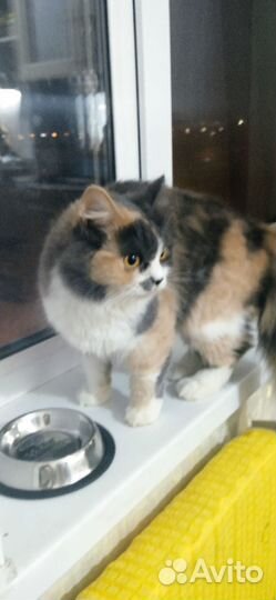 Кошечка 1год