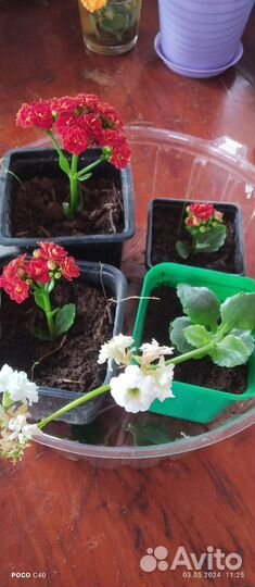 Каланхоэ цветущий, махровые