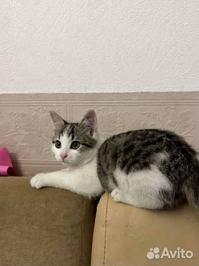 Котята бесплатно