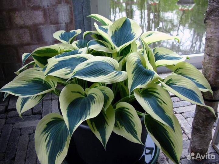 Хосты, Гейхеры, в горшках зкс