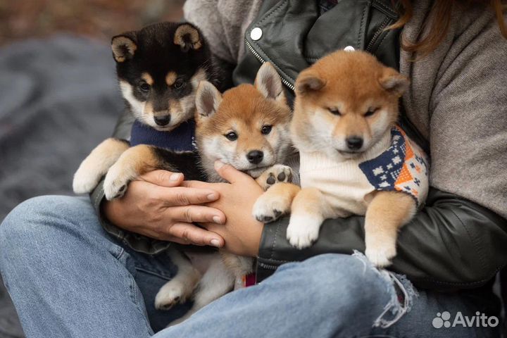 Сиба ину, девочка