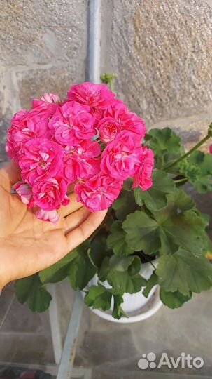 Пеларгония махровая Розалинда