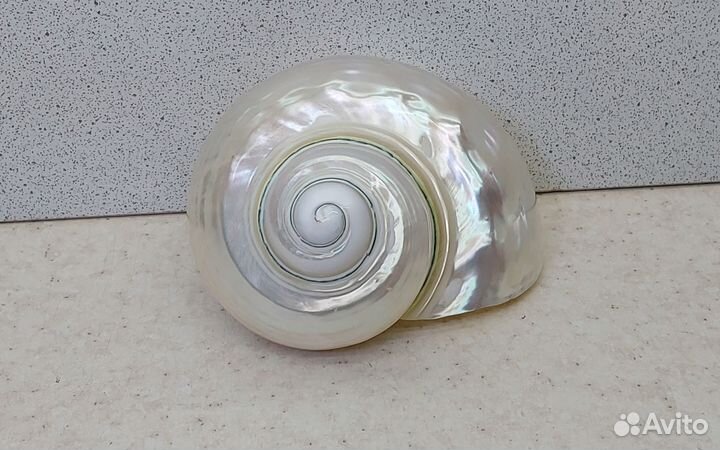 Турбо Фолген 8,7 морская ракушка раковина