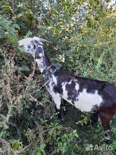 Англонубийские козы