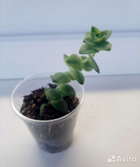 Крассула Перфората, Овата. Суккуленты