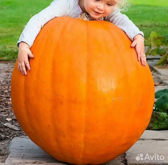 Тыква Атлантика Гигант семена