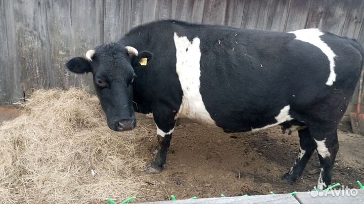 Корова стельная дойная район нижнем заранее