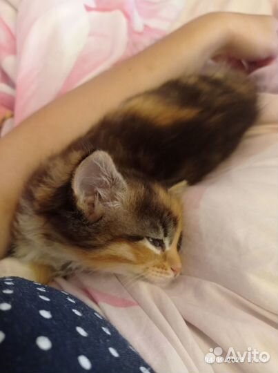 Котёнок трёхцветный девочка