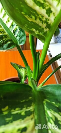 Диффенбахия