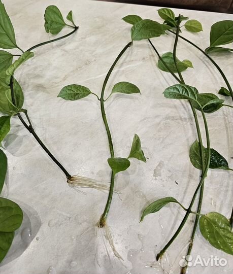 Клеродендрум Томпсона