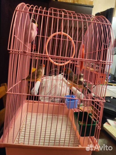 Клетка для птиц с Амадинами