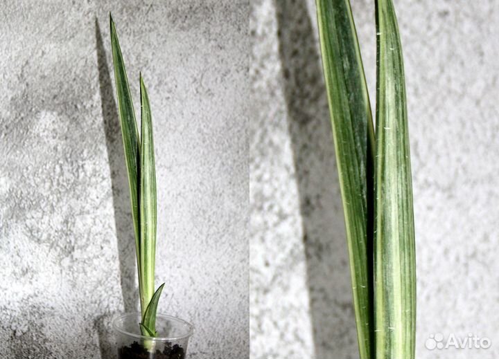 Сансевиерии сортовые