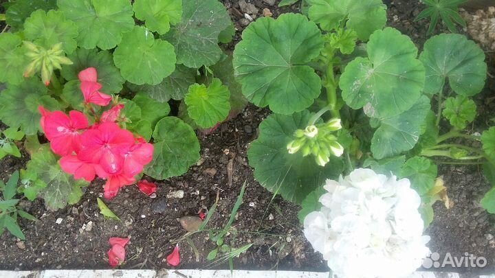 Герани. Образцы цветения