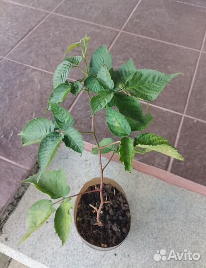 Ежемалина тайберри саженцы