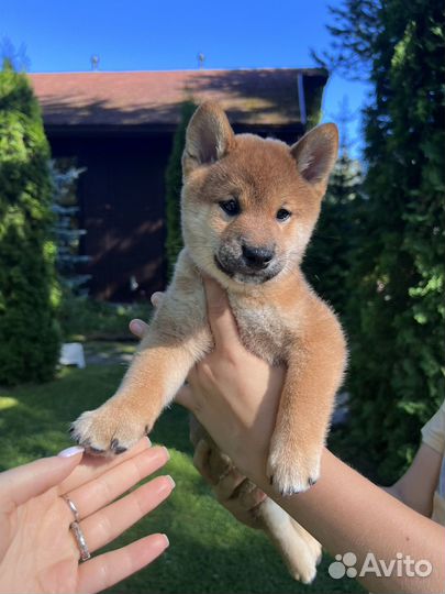 Щенки сиба ину