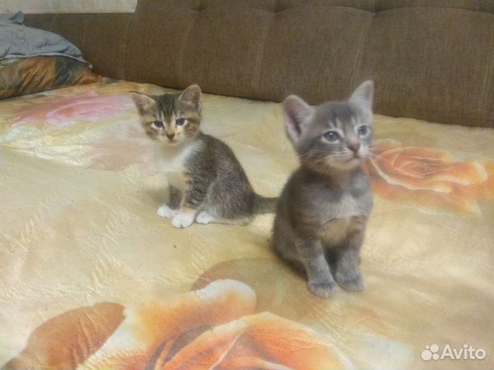 Кошки в добрые руки бесплатно