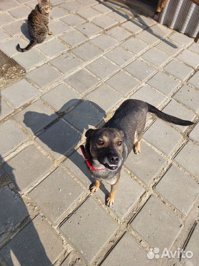 Собака в семью