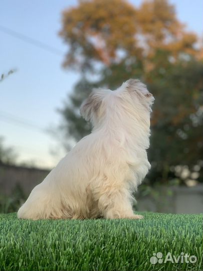 Йоркширский терьер бивер цветной йорк