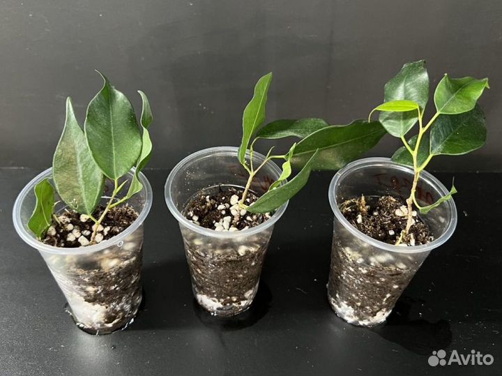 Фикус бенджамина