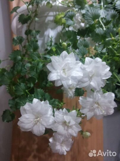 Кампанула (невеста, жених, любовник)