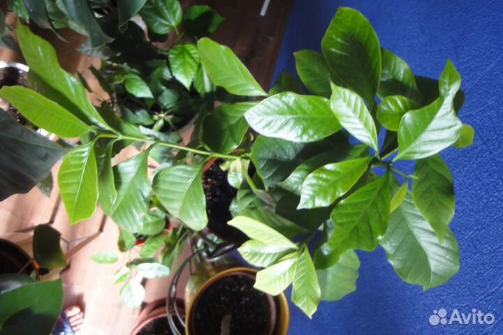 Крупномеры домашние Фикус алоказия регал роза кофе