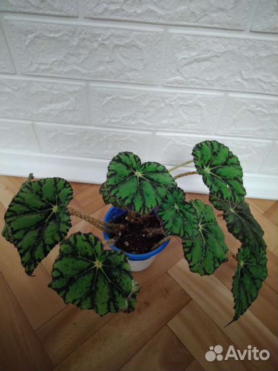 Комнатные растения