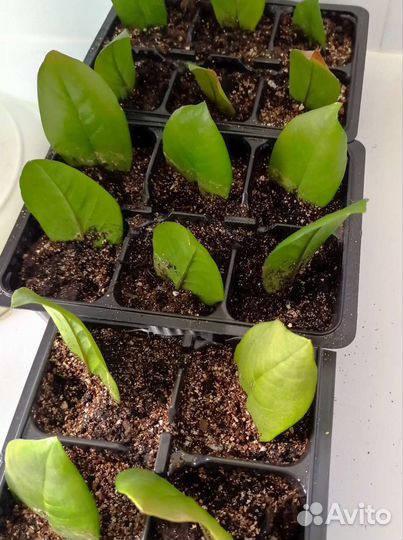 Здравствуйте, продам пророщенные отводки