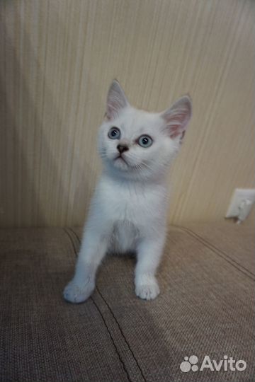 Британские котята серебристая шиншилла