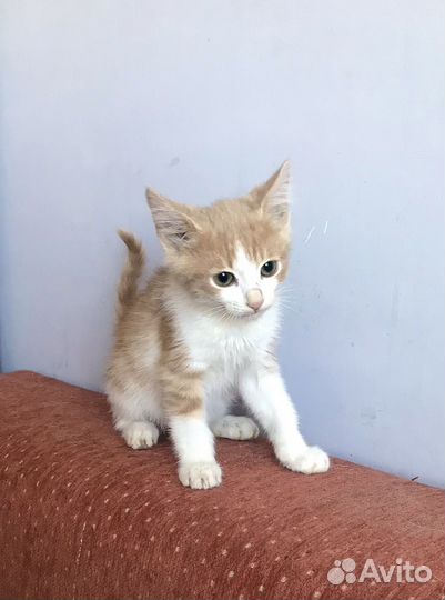 Кошки бесплатно