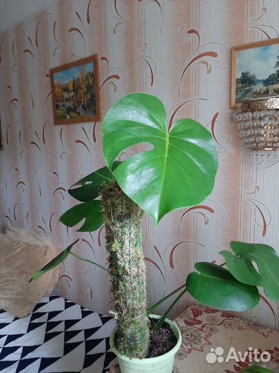 Монстеры с опорой