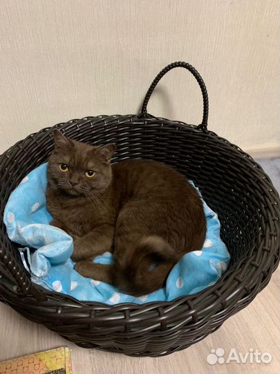 Кошка в дар