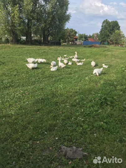 Холмогорский гуси