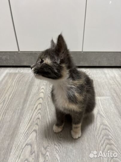 Котенок